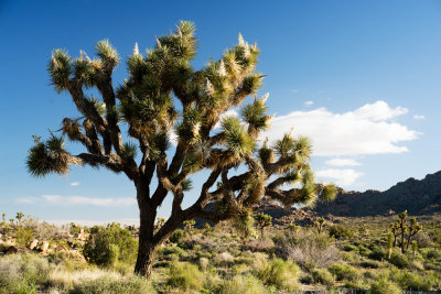 Joshua Tree (Yucca brevifolia)