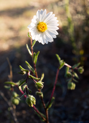 White TidyTips (Layia grandulosa)