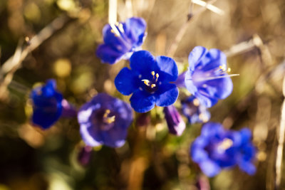 Canterbury Bells (Phacelia campanularia)