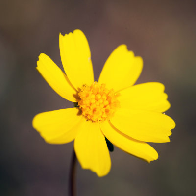 California Coreopsis (Leptosyne californica)