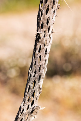 Cholla Skeleton
