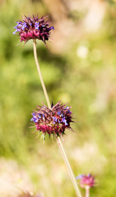 Chia (Salvia columbariae)