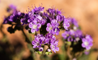 Phacelia sp.