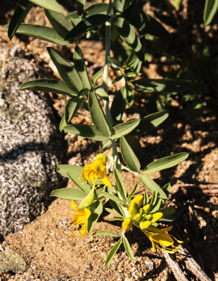 Bladder Pod (Isomeris arborea)