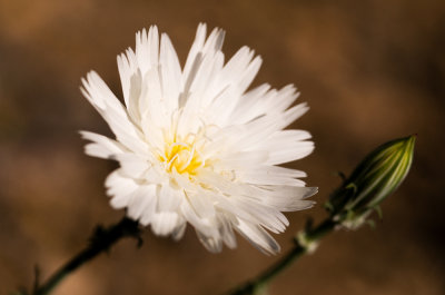 Desert Chicory (Rafinesquia neomexicana)