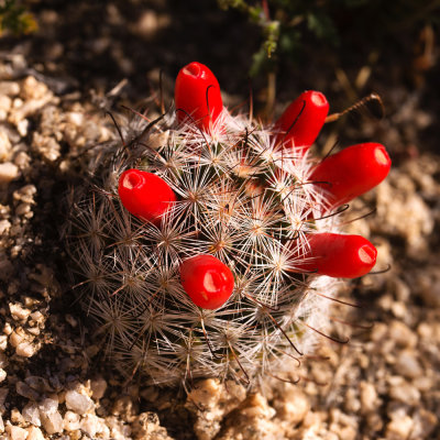 Common Fish Hook Cactus (Mammillaria tetrancistra)