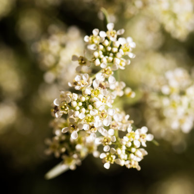 Lepidium sp.