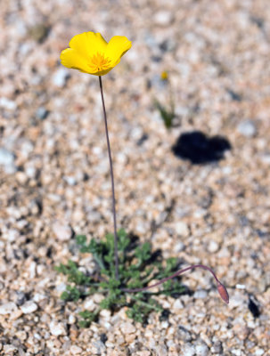 Desert Gold Poppy (Eschscholzia parishii)