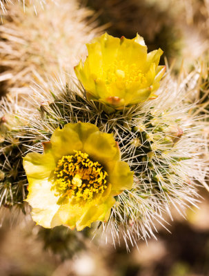 Blooming Cholla