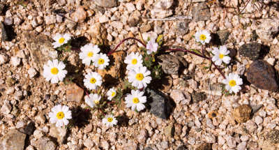 Desert Star (Monoptilon bellioides)