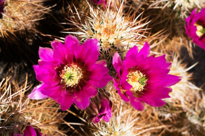 Hedgehog Cactus (Echinocereus engelmannii)