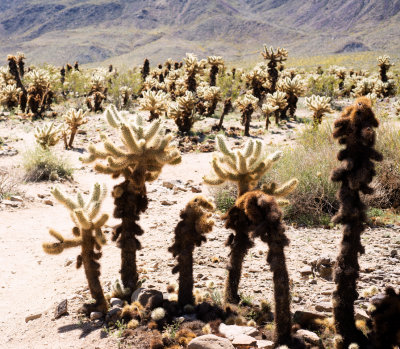 Cholla Garden