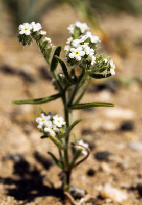Cryptantha sp.