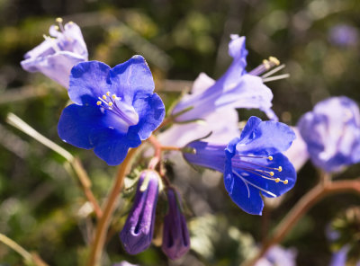 Canterbury Bells (Phacelia campanularia)