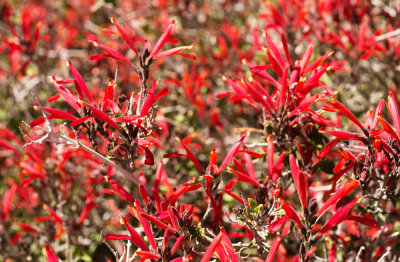 Chuparosa (Justicia californica)
