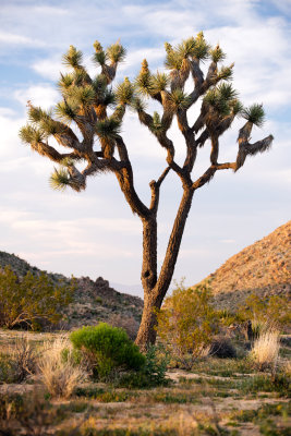 Joshua Tree (Yucca brevifolia)