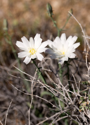 Desert Chicory (Rafinequia neomexicana)
