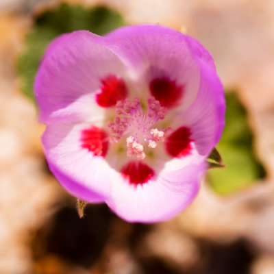 Desert Five Spot (Eremalche rotundifolia)