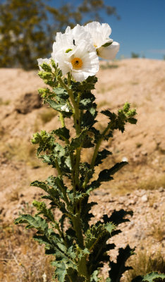 Desert Prickly Poppy (Argemone munita ssp. argentea)