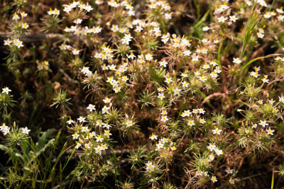 DSC_4414c.jpg