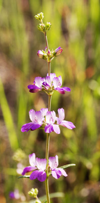 Blue-Eyed Mary (Collinsia sp.)