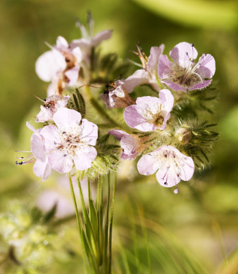Phacelia sp.