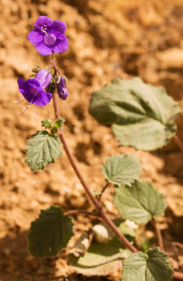 Canterbury Bells (Phacelia campanularia)
