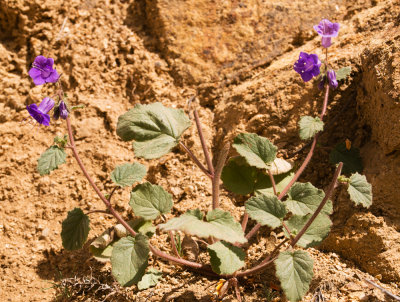Desert Canterbury Bells (Phacelia campanularia)