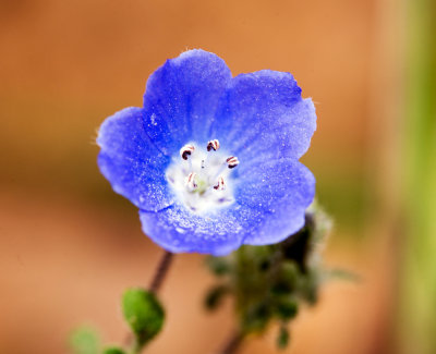 Baby Blue Eyes (Nemophila menziesii)