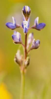 Miniature Lupine (Lupinus bicolor)