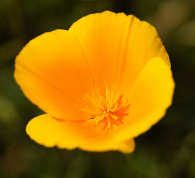 California Poppy (Eschscholzia californica)