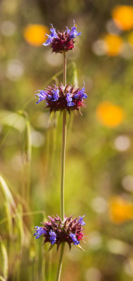 Chia (Salvia columbariae)