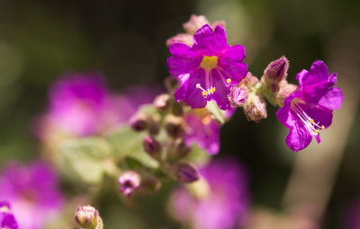Wishbone Bush (Mirabilis laevis)