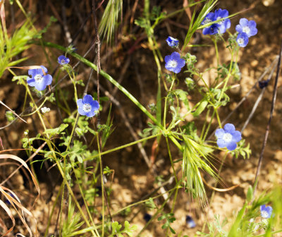 Baby Blue Eyes (Nemophila menziesii)