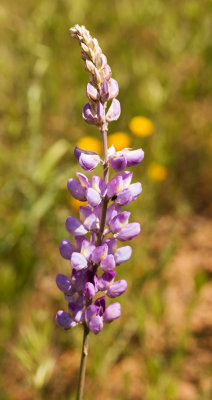 DSC_4656z.jpg