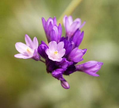Blue Dicks (Dichelostemma pulchellum)