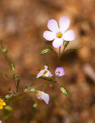DSC_4743a.jpg