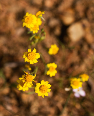 DSC_4751x.jpg