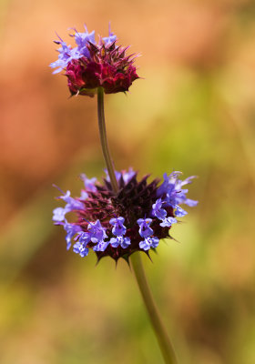 Chia (Salvia columbariae)