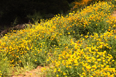 California Poppy (Eschscholzia californica)