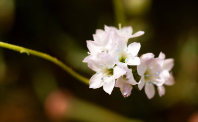 DSC_4861a.jpg
