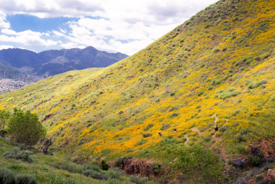 Walker Canyon