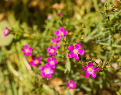 DSC_4943z.jpg