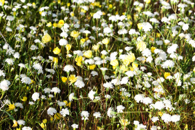 DSC_2950a.jpg