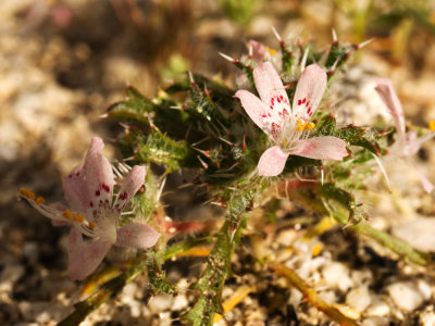 Gilia (Loeseliastrum sp.)
