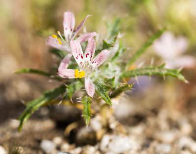 Gilia (Loeseliastrum sp.)