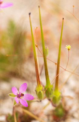DSC_3470a.jpg