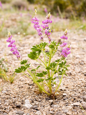 Arizona Lupine (Lupinus arizonicus)
