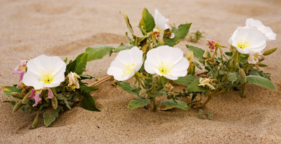 Dune Primrose (Oenothera deltoides)