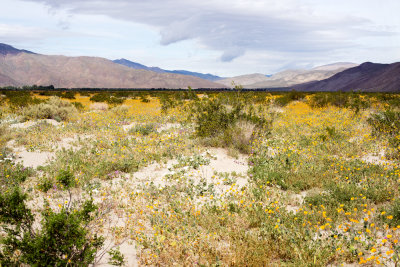 DSC_3536a.jpg